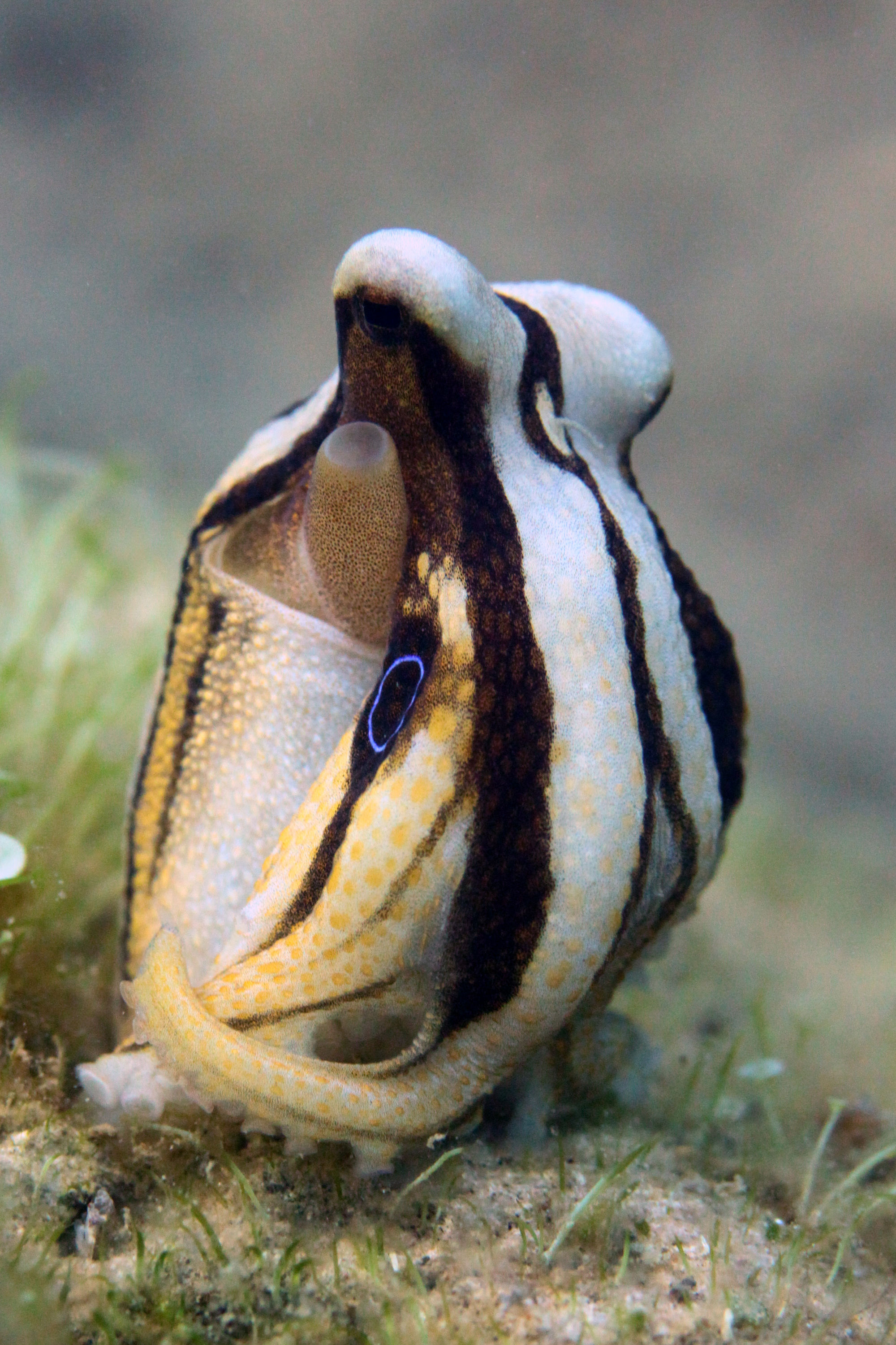Blue Ring Octapus in Anilao