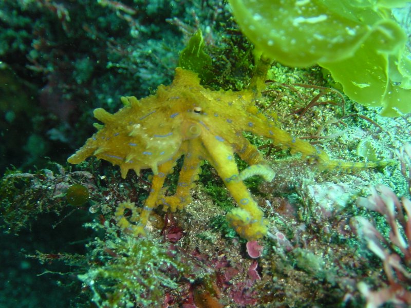 Blue ring octopus