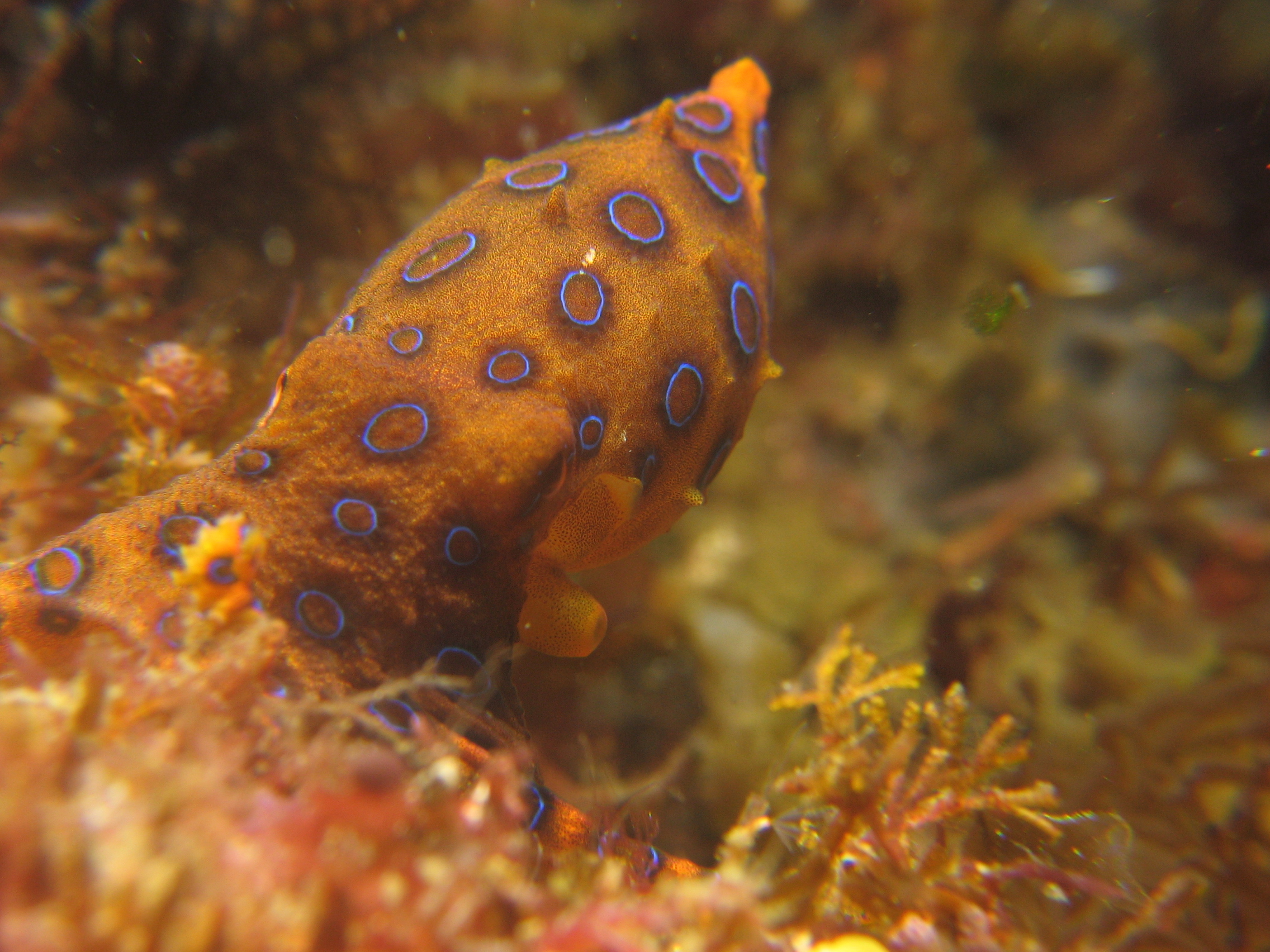 Blue-ring Octopus