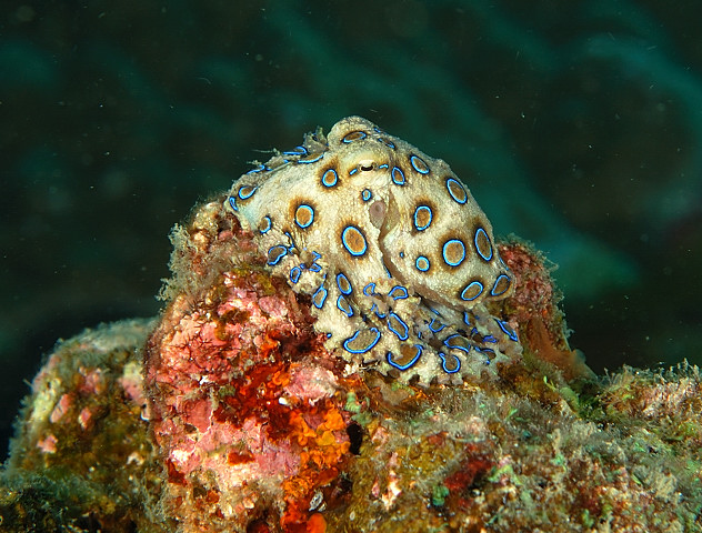 Blue Ringed Octopus PG, Philippines