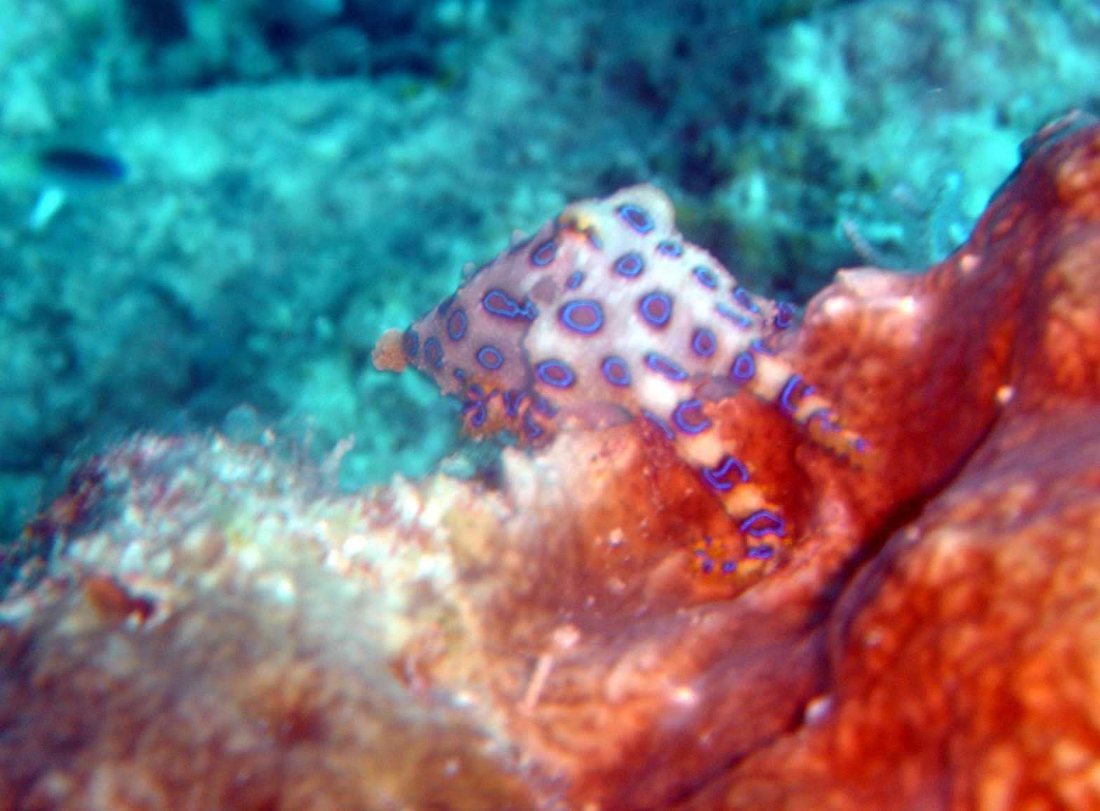 Blue Ringed Octopus @ Recep 1 (Kapalai)