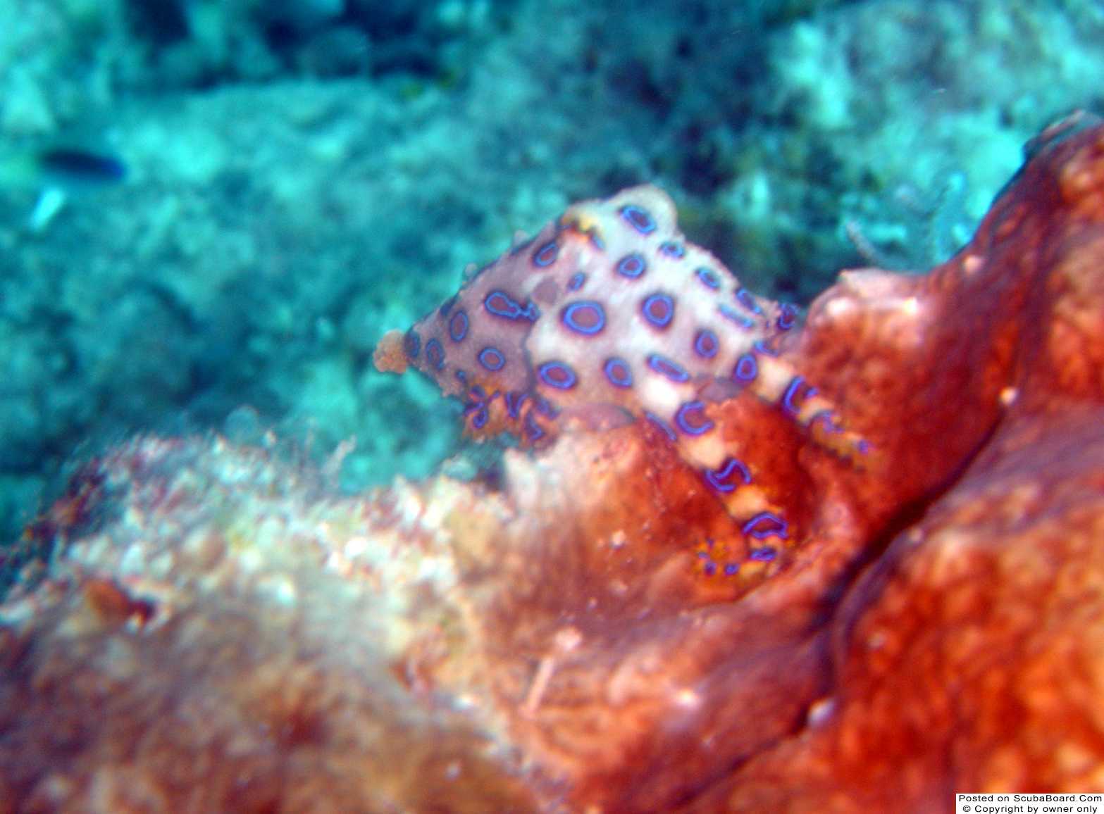 Blue Ringed Octopus @ Recep1, Kapalai