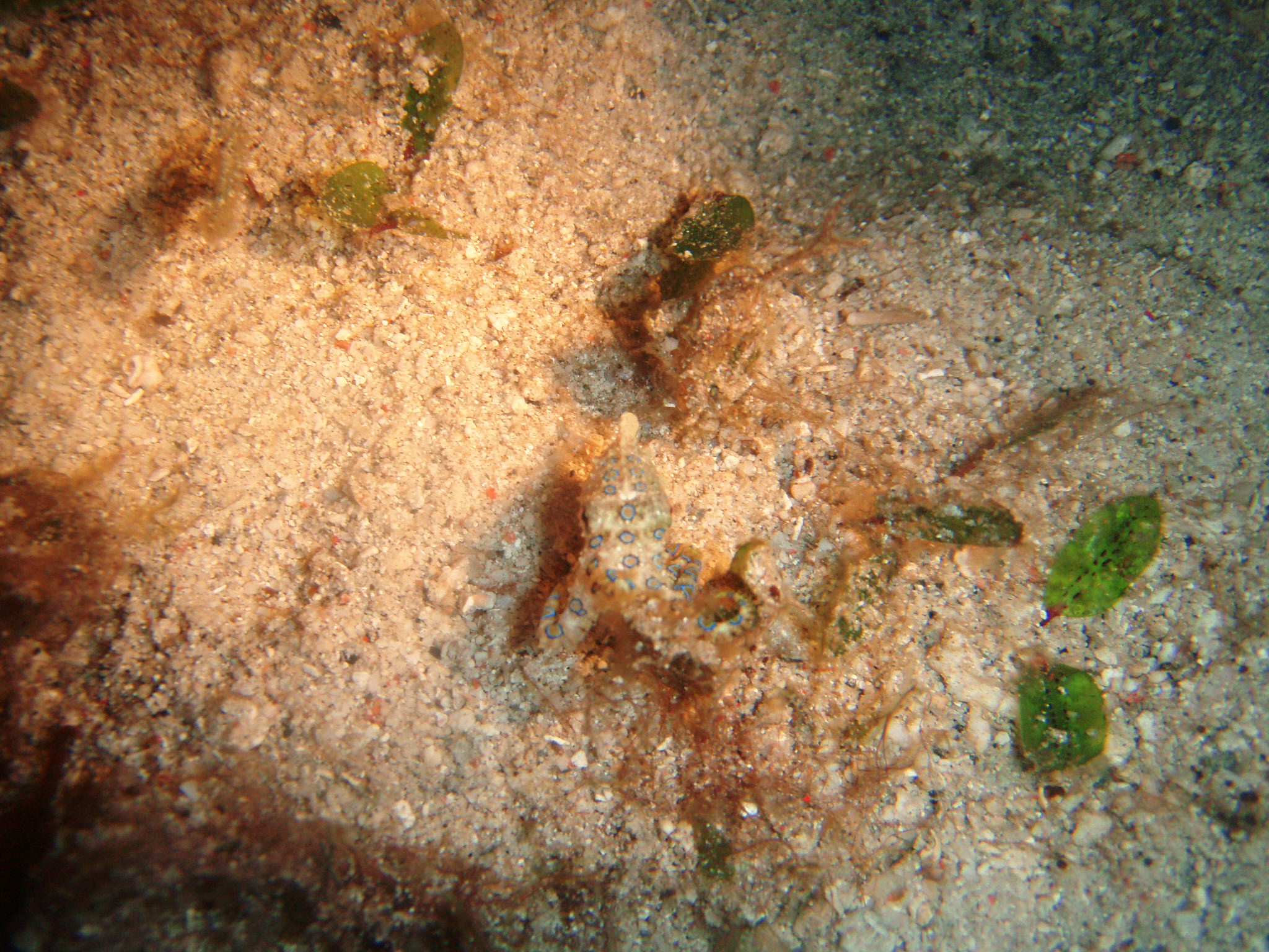 Blue Ringed Octopus