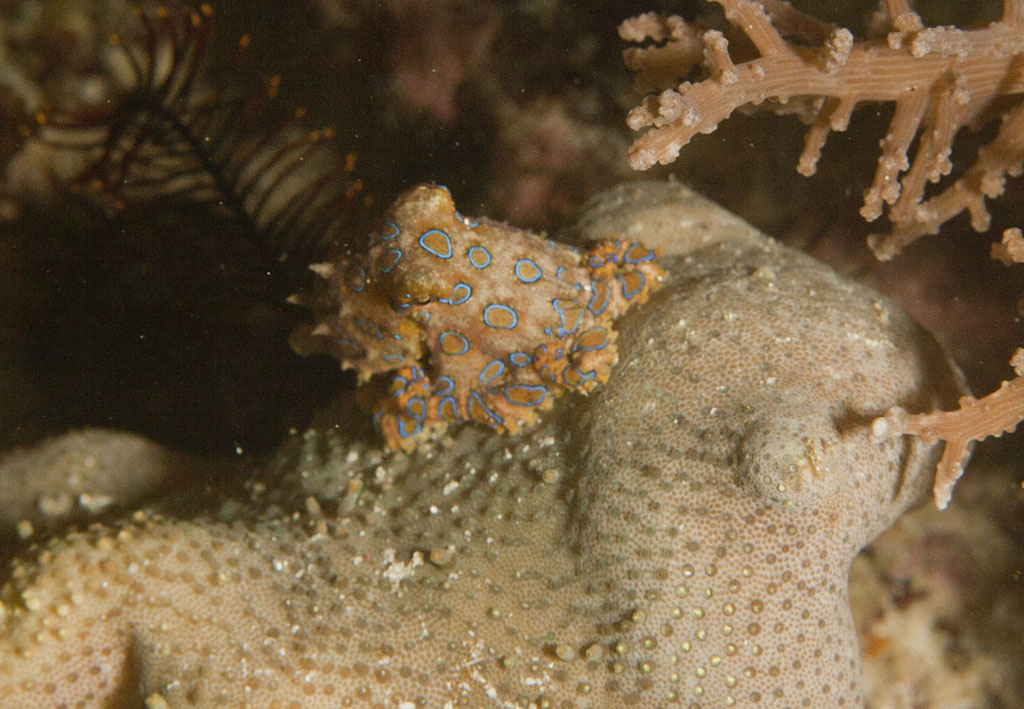 Blue-ringed octopus