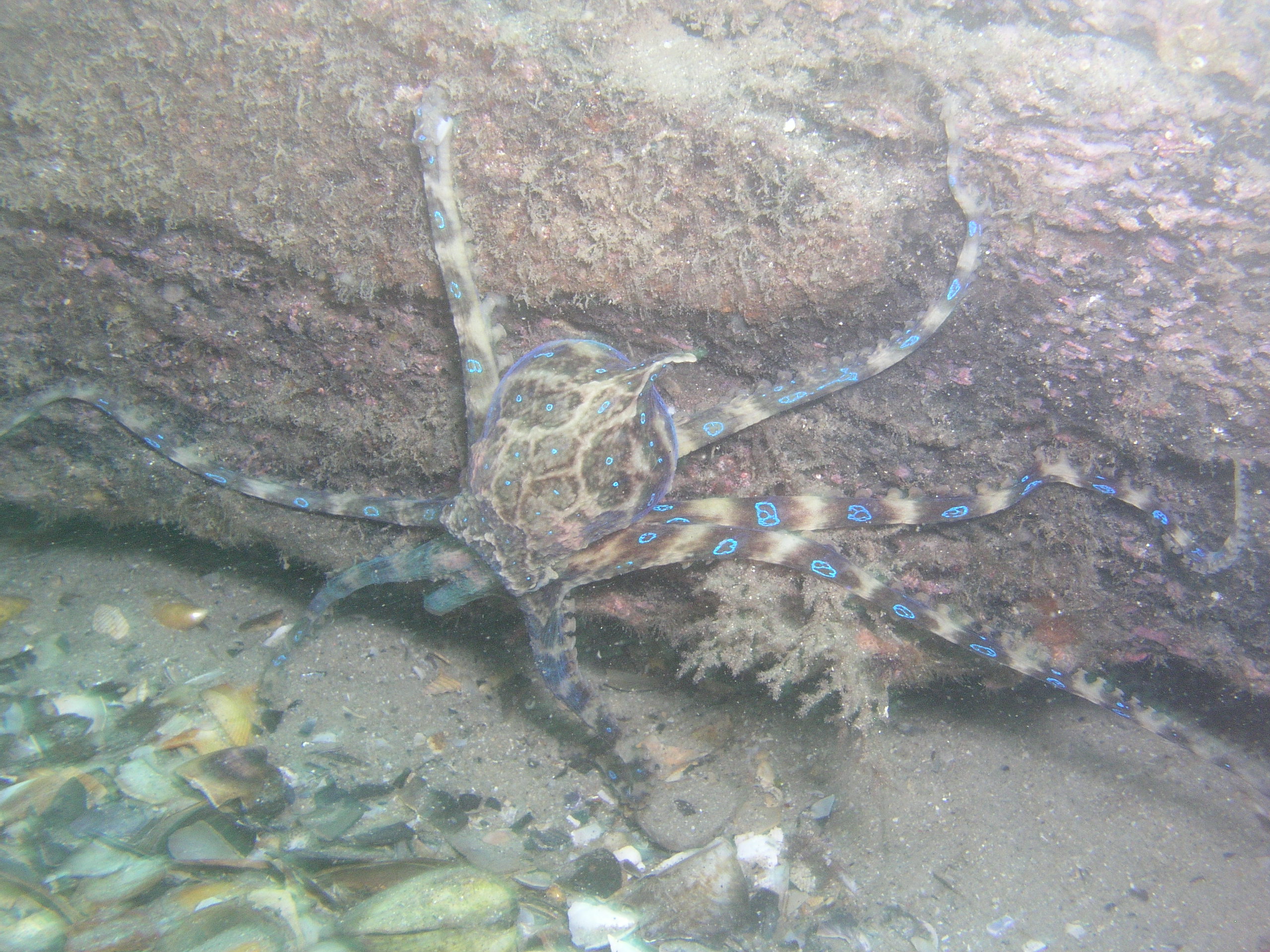 Blue Ringed Octopus