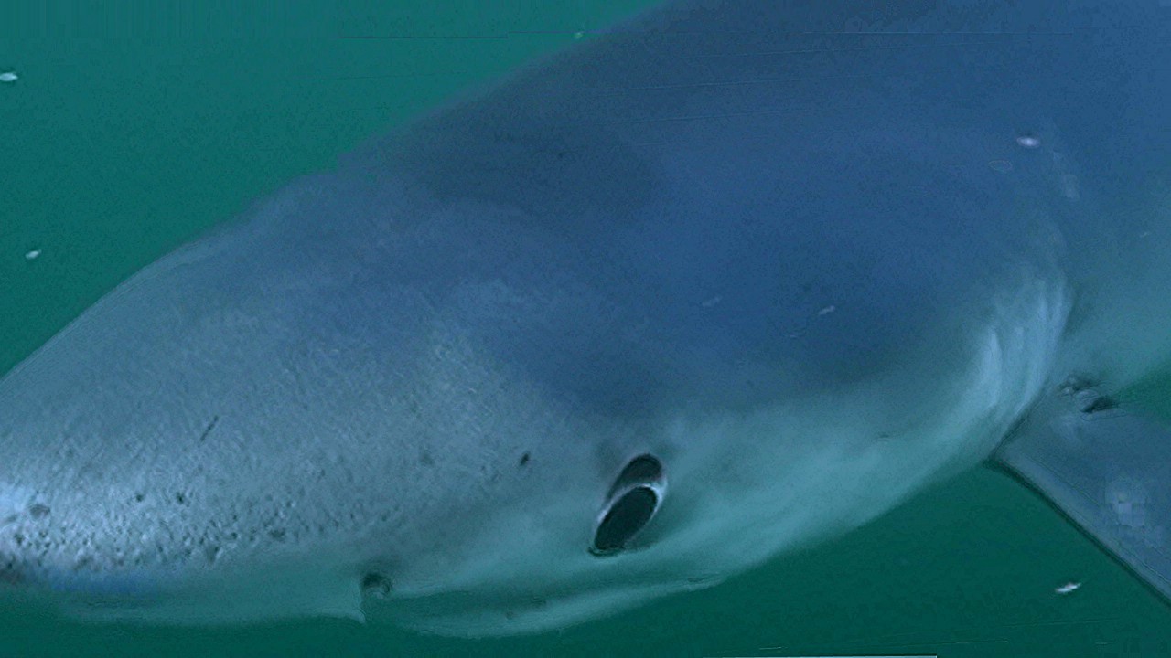 Blue Shark Close-up