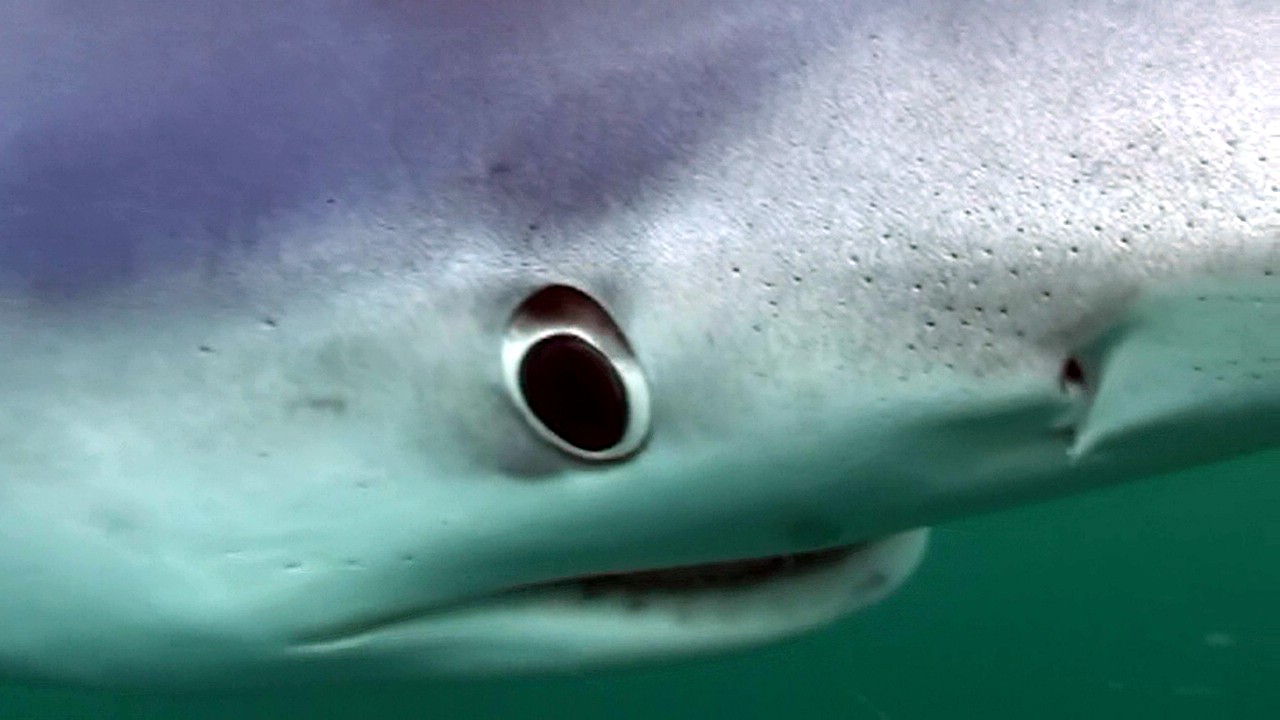 Blue Shark in Your Face