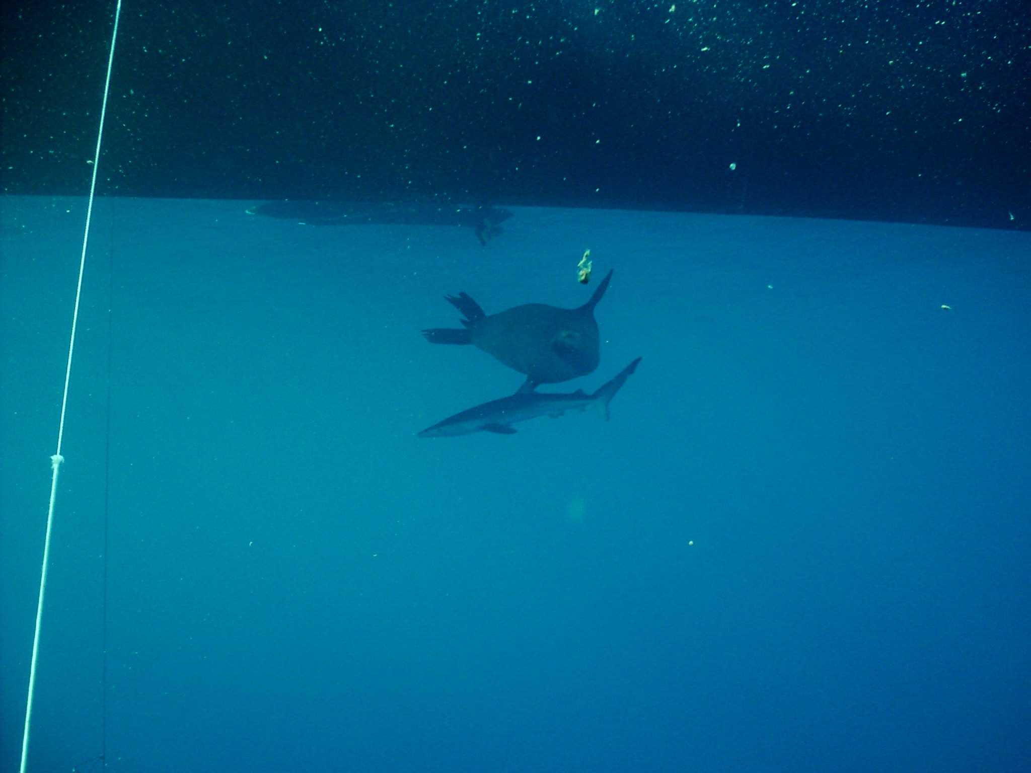 Blue Shark with Californian Sealion