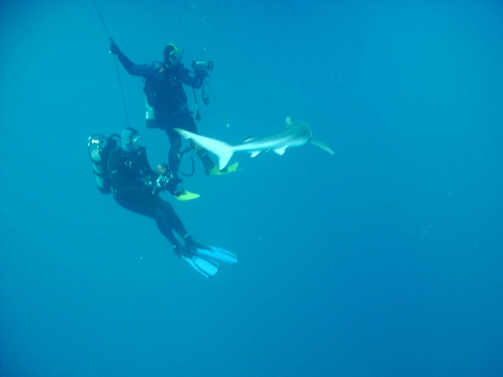 Blue Shark with divers