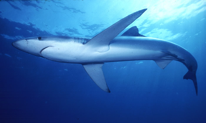 Blue shark