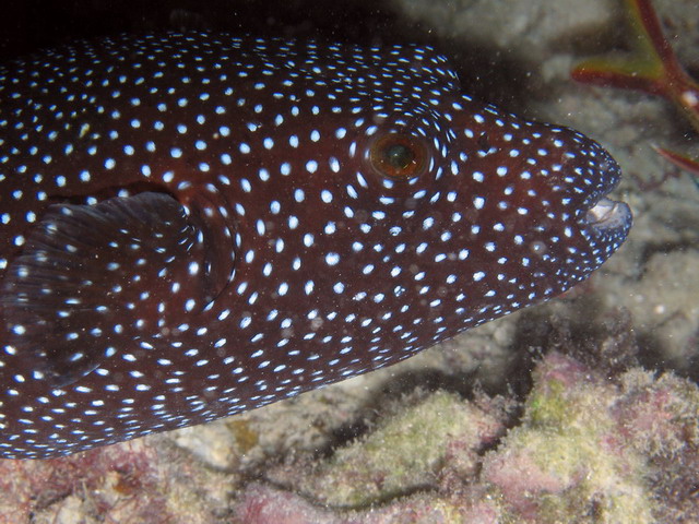 Blue Spot Puffer