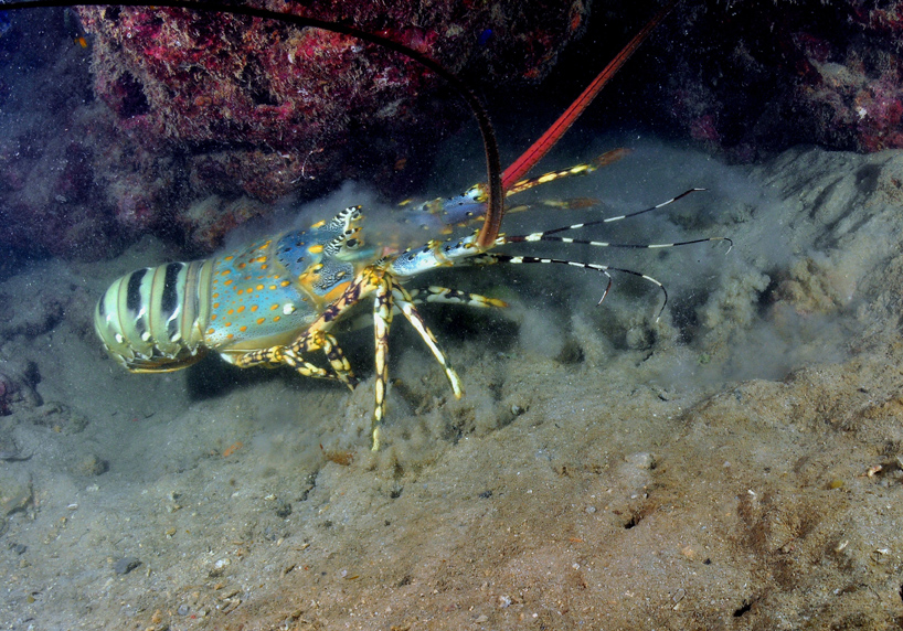 blue spot rock lobster 2