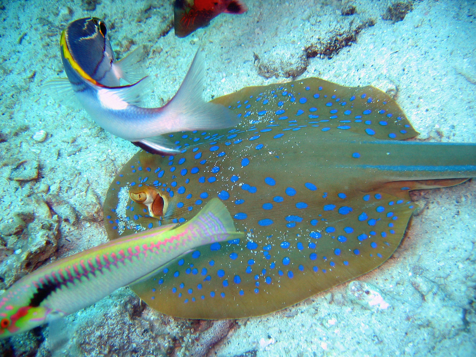 Blue Spotted Ray 2