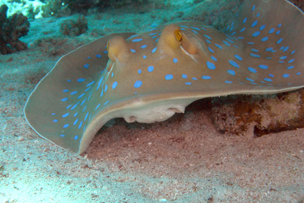 blue-spotted-ray-3