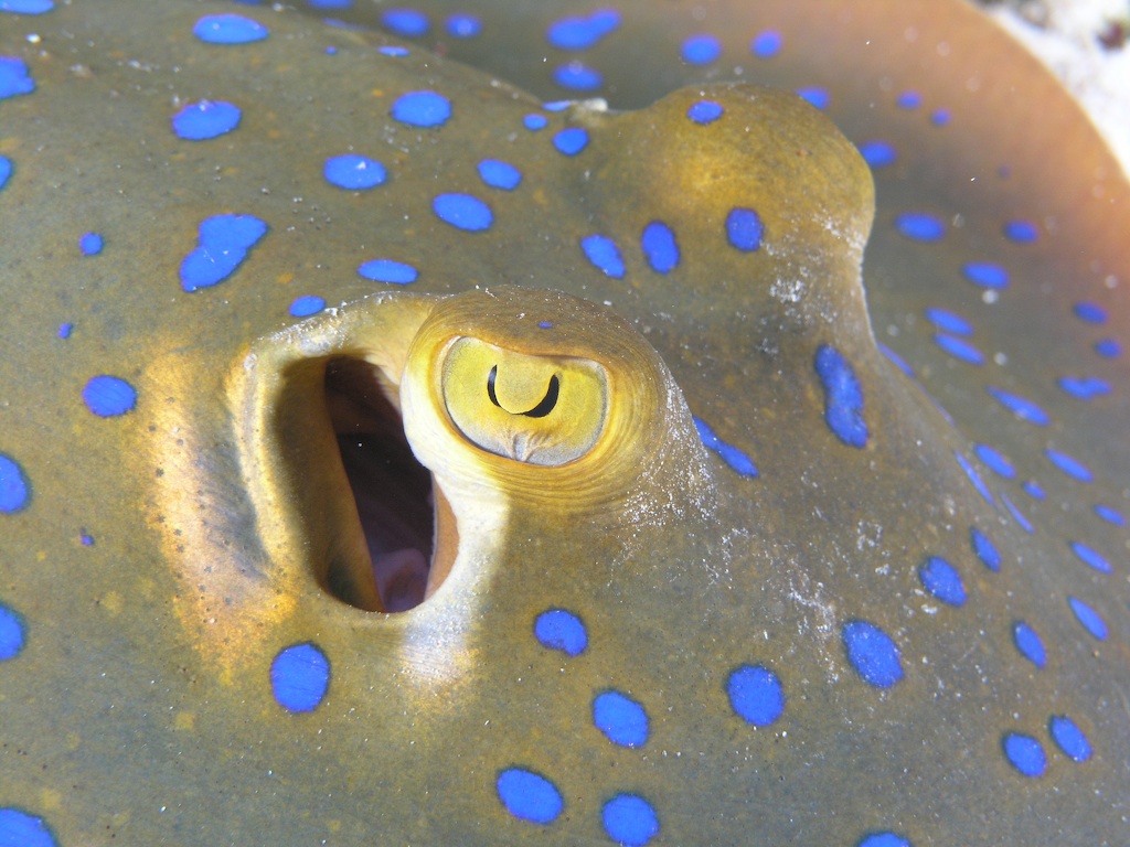 Blue Spotted Ray - Scuba Diving in Sabah, Borneo