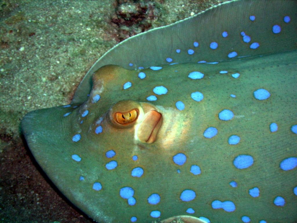 Blue spotted ray