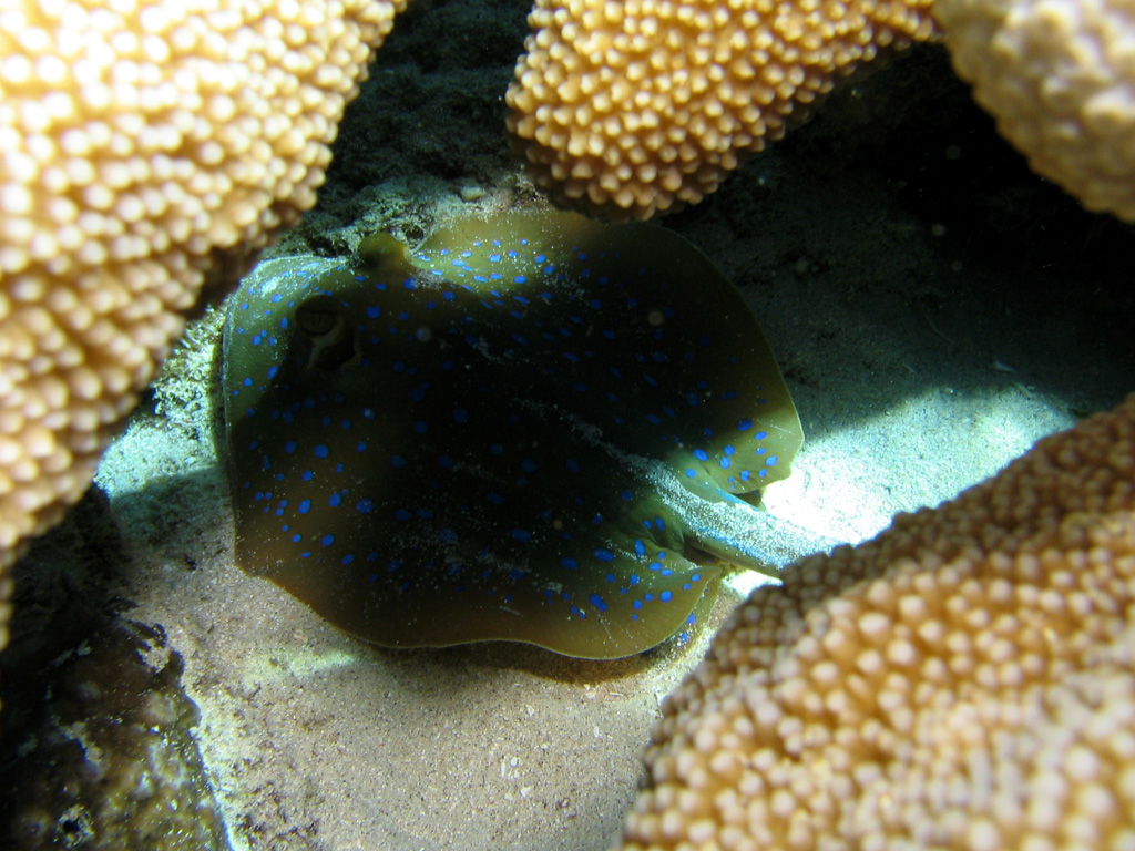 Blue Spotted Ray