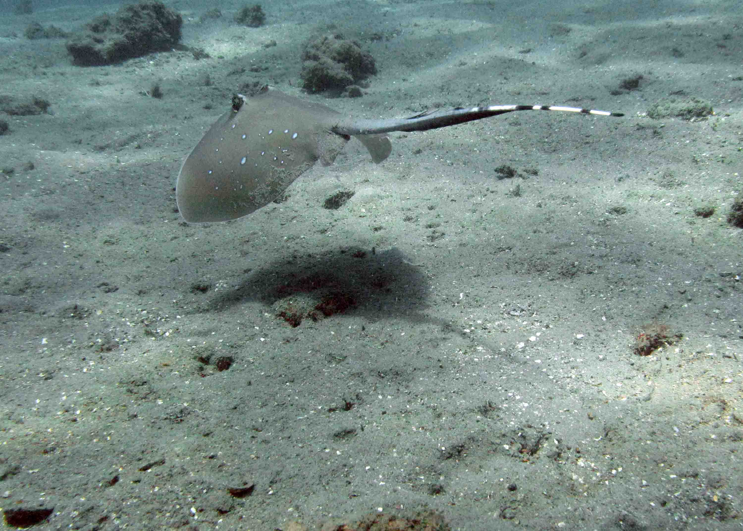 Blue spotted ray