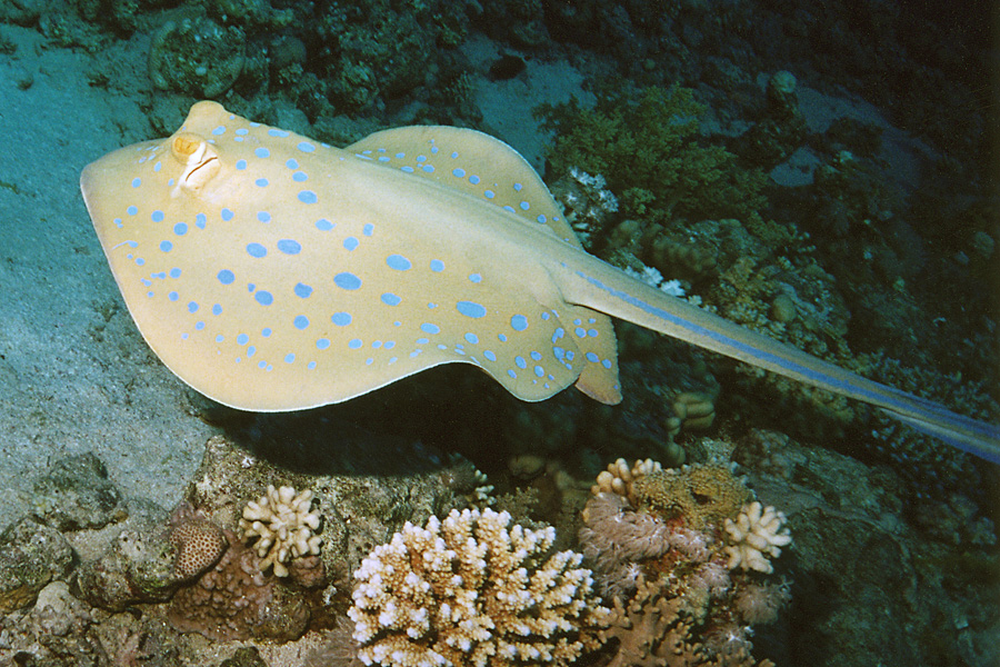 Blue Spotted Ray