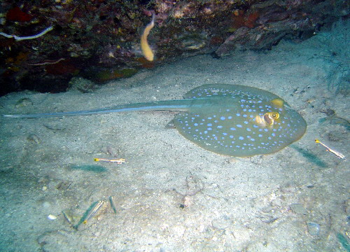 Blue Spotted Ray