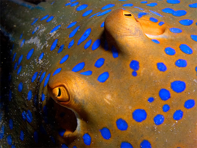 Blue Spotted Ray