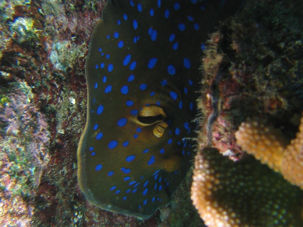 Blue-spotted Ray