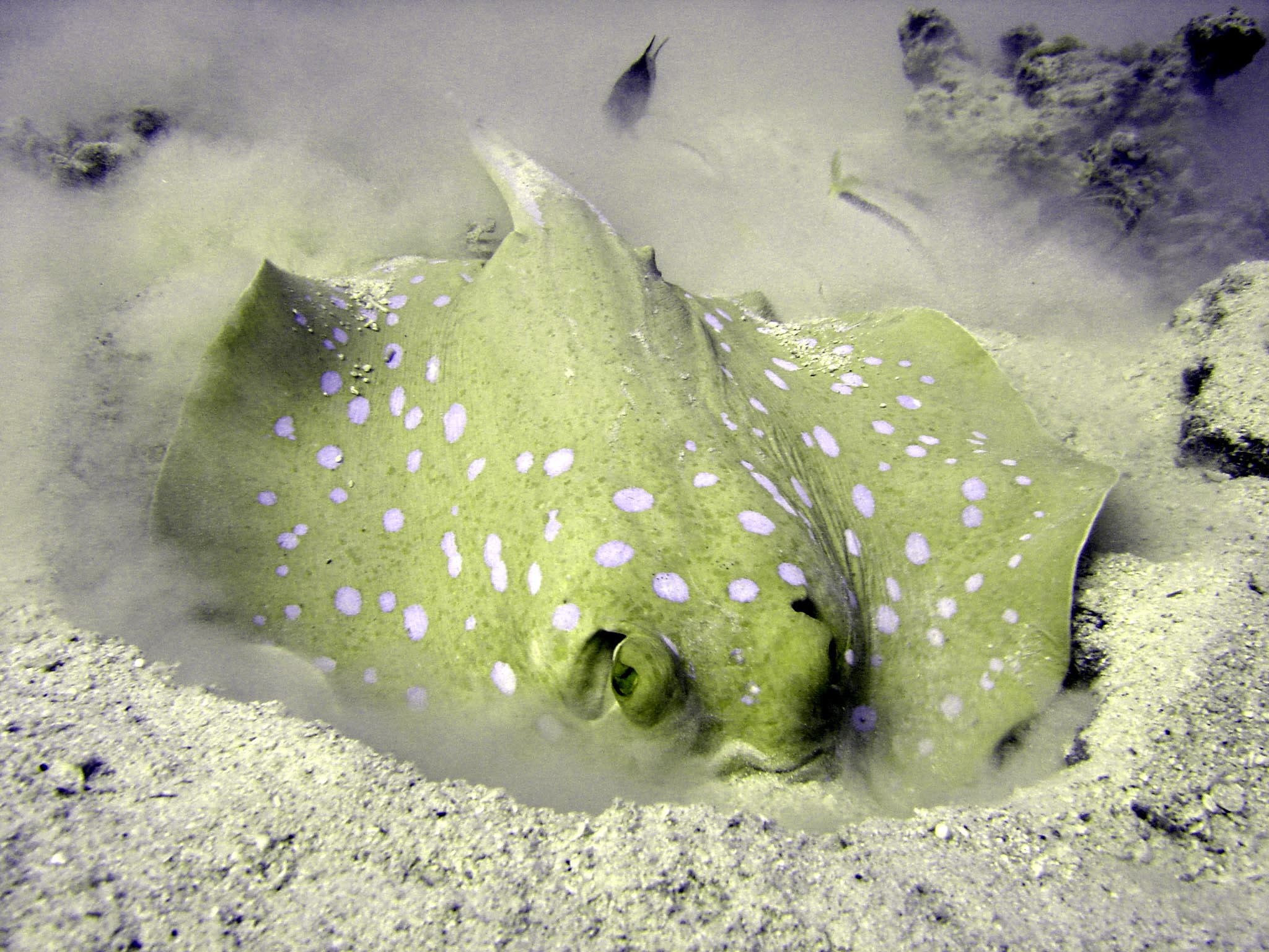 Blue Spotted Ray