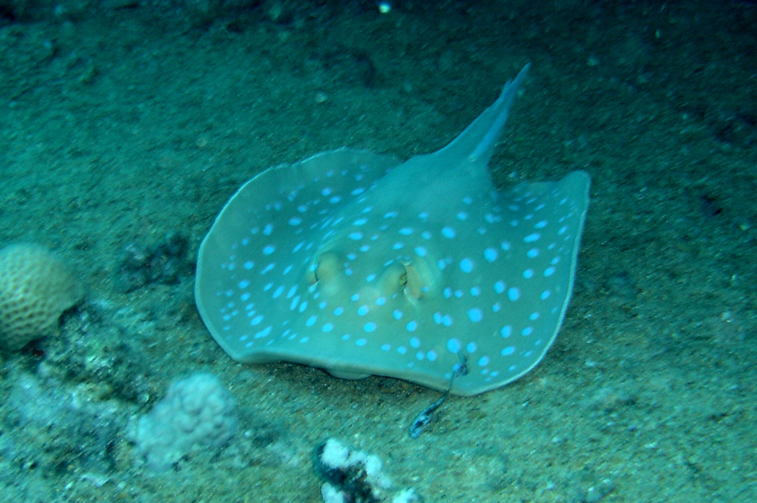 Blue Spotted Ray