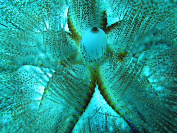 Blue spotted sea urchin