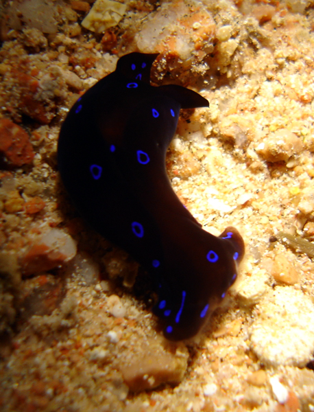 Blue Spotted Shield Slug