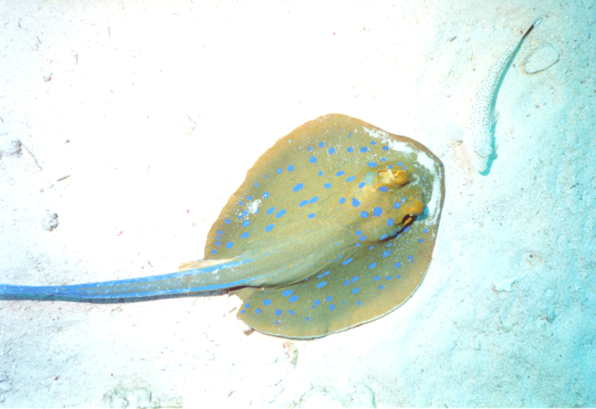 blue-spotted stingray 2