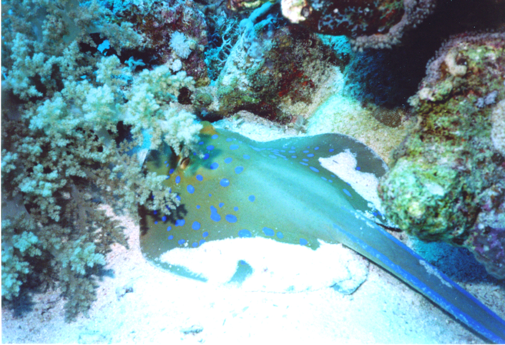 blue-spotted stingray 3