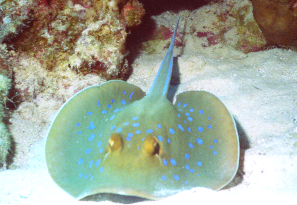 blue-spotted stingray 3