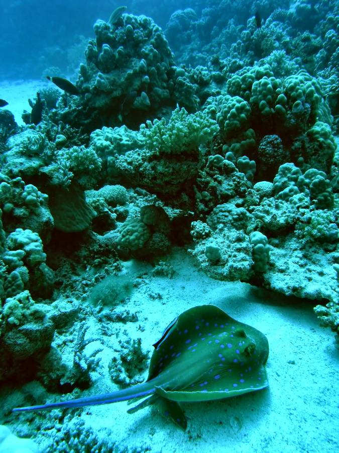 blue spotted stingray cleaning