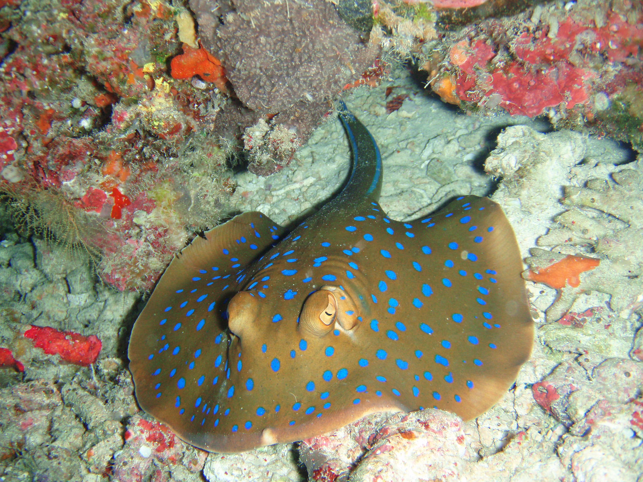 Blue Spotted Stingray