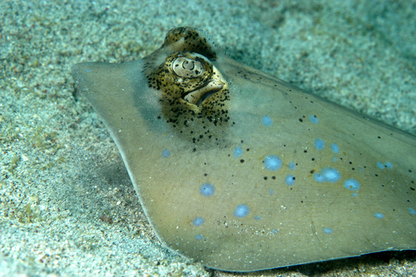 Blue spotted stingray