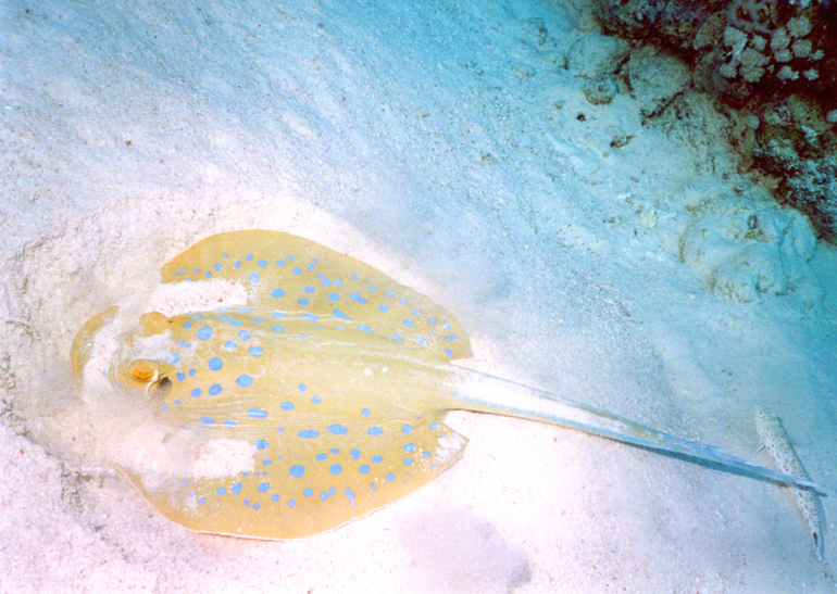 blue-spotted stingray