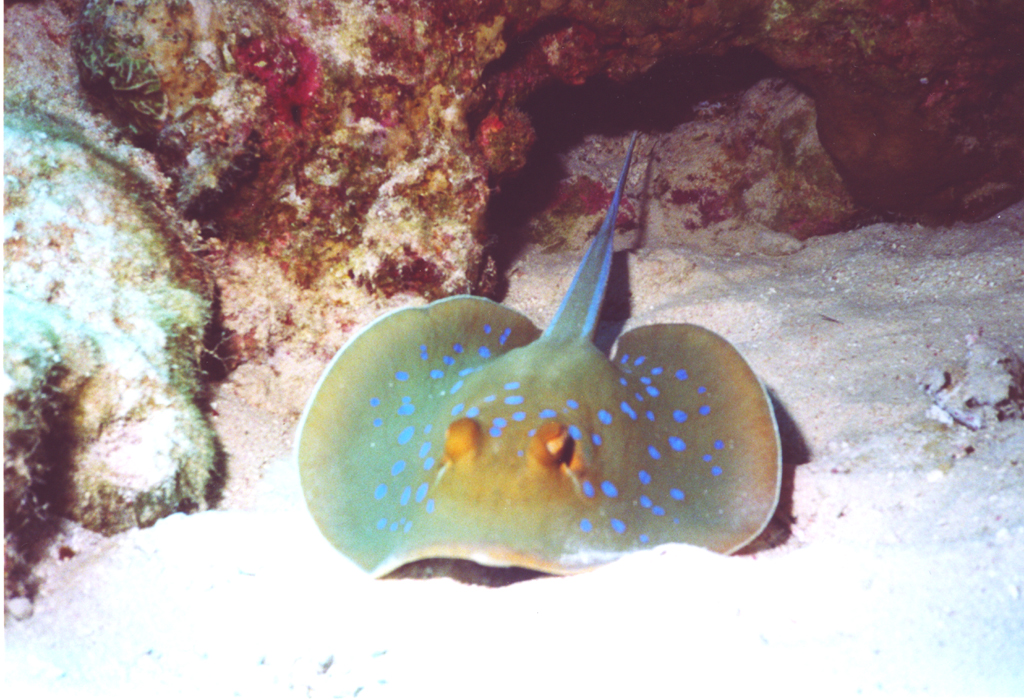 blue spotted stingray