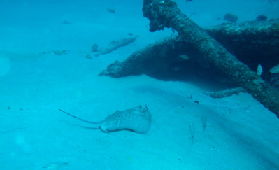 Blue-spotted stingray