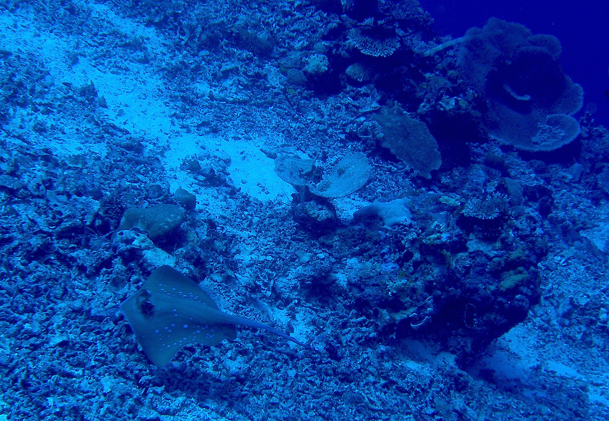 Blue-spotted_Stingray_Reefscape_Nalusuan