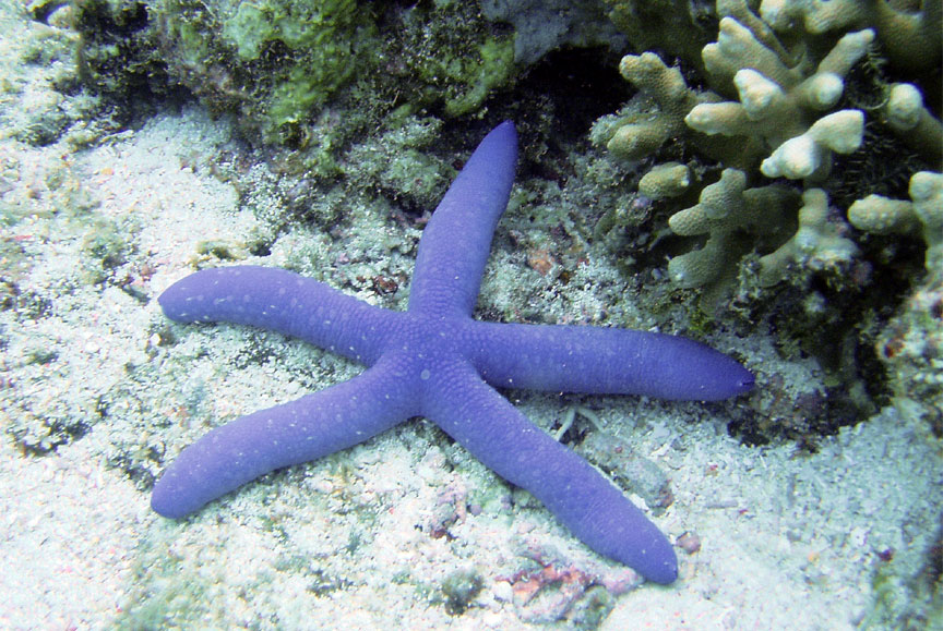 Blue Starfish