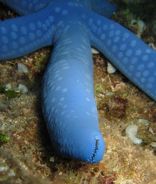 Blue Starfish