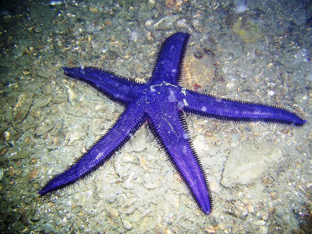 Blue Starfish