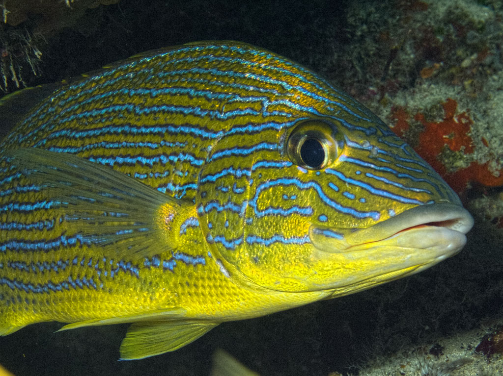 Blue-striped Grunt