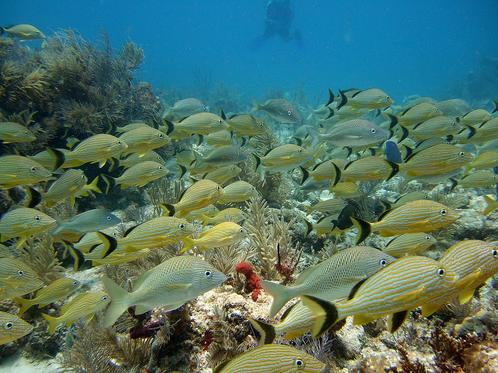 Blue Striped Grunts