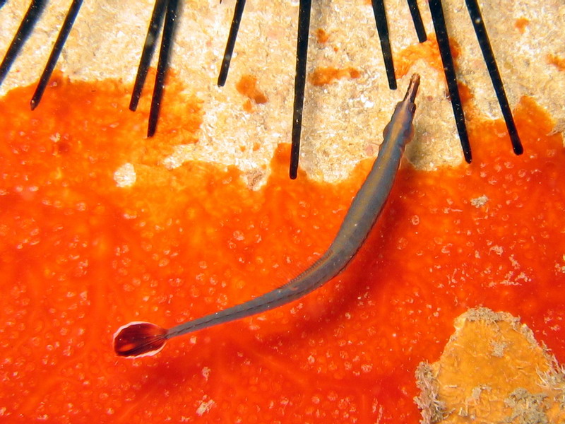 Blue Striped Pipefish