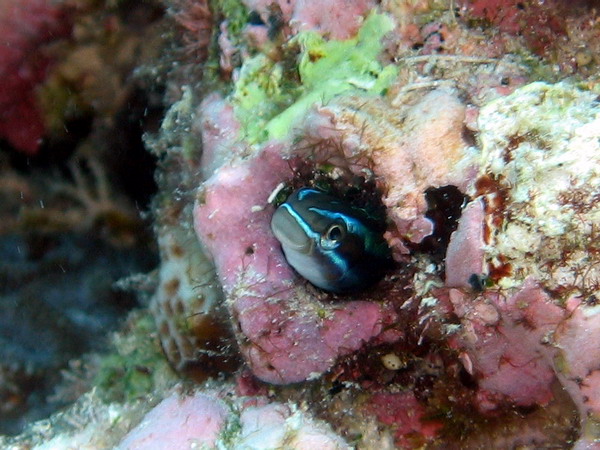 Blue Stripeed Fandblenny