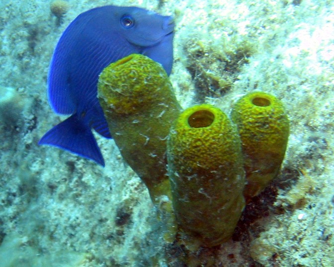 Blue Tang and Sponges