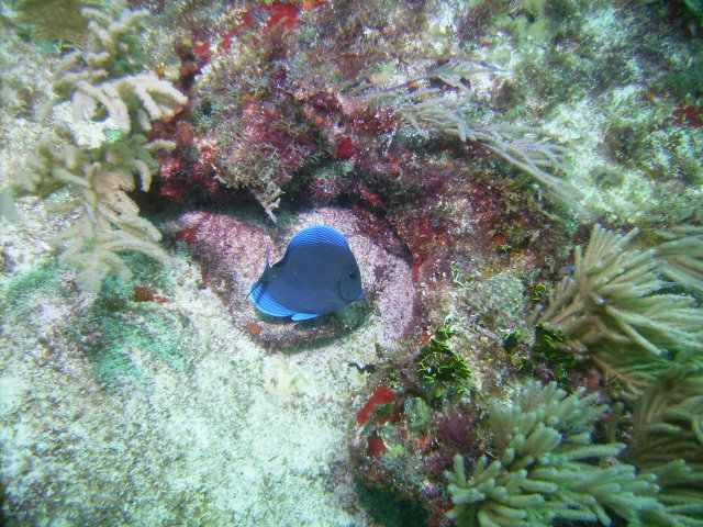 Blue Tang in Cancun