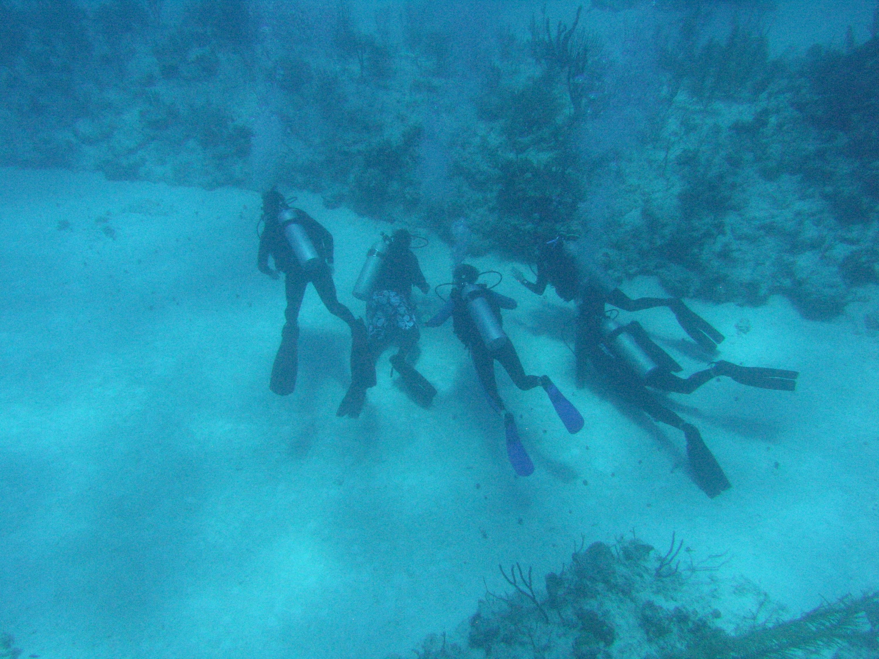Blue Tang Reef, Long Island, Bahamas